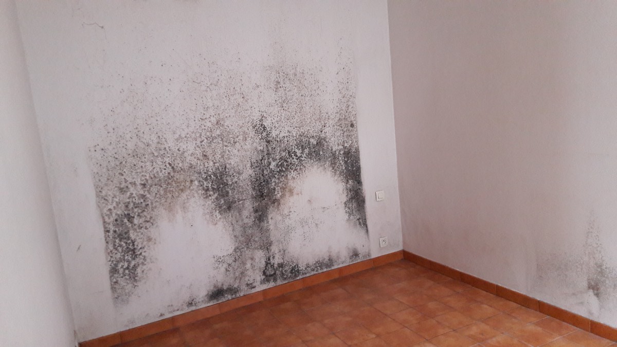 Moisissures - Expertise humidité à Saint-Étienne